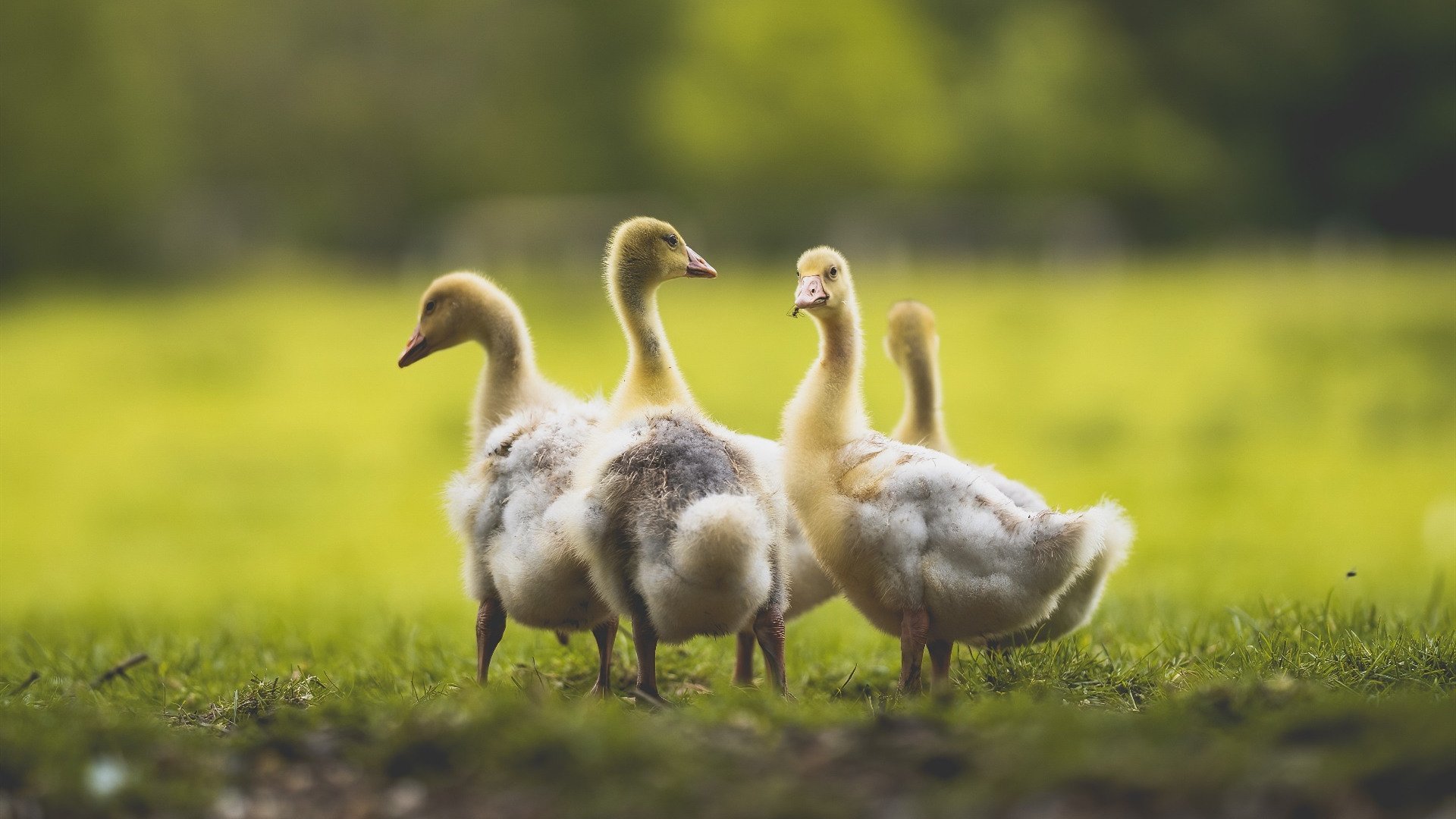 IM体育app-猛龙对阵森林狼，杜兰特展现巨星价值，关键时刻一锤定音